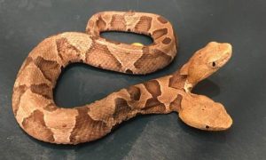 Con số may mắn cho giấc mơ thấy rắn hai đầu