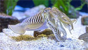 Mơ thấy con mực đánh số gì? Đánh cặp: 74 – 92 trúng cả lô lẫn đề