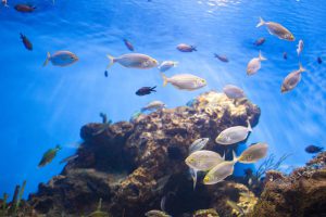 Mơ thấy câu được cá lớn điềm báo bạn sẽ thành công trên con đường sự nghiệp