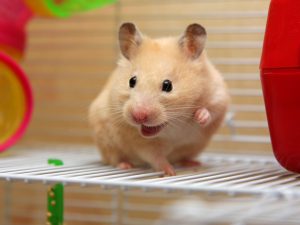 Mơ thấy chuột bạch tài lộc ào ào kéo đến