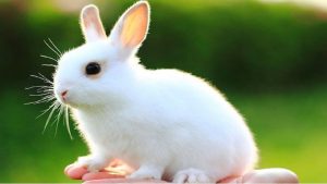Ý nghĩa xung quanh giấc mơ thấy thỏ thường phản ánh các mối quan hệ xung quanh chúng ta