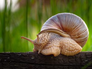 Giải mã giấc mơ thấy ốc đánh con gì