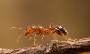 Mơ thấy con kiến đỏ ngụ ý sắp tới bạn làm việc gì cũng thắng lớn