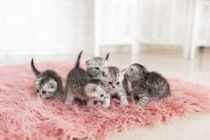 Giấc mơ thấy mèo đẻ không hẳn là không may mắn