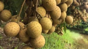 Nằm mơ thấy cây nhãn đang trồng cho thấy bạn đang gặp nhiều thử thách trong cuộc sống