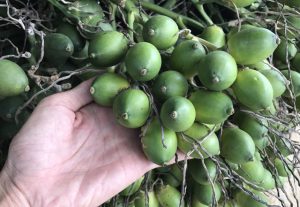 Ngủ mơ thấy quả cau cho thấy bạn là người mạnh mẽ